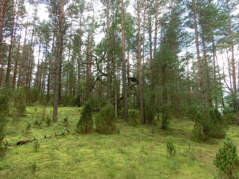 Pine Forest with Moss