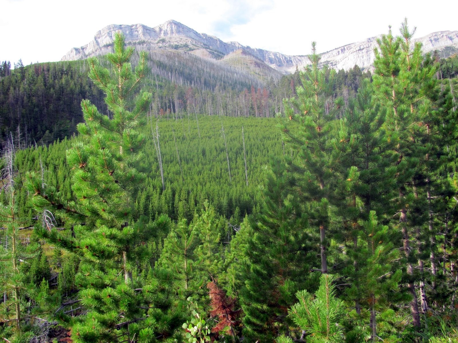 Pine forest with mountain backdrop