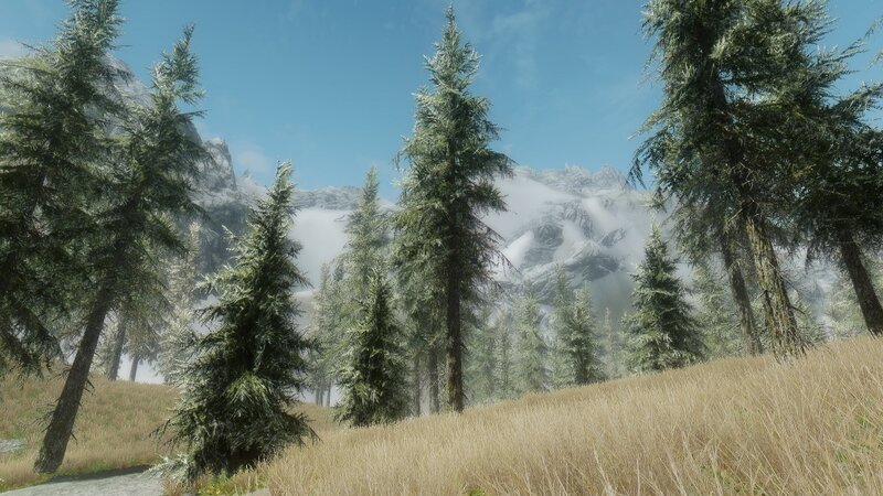 pine forest with mountains