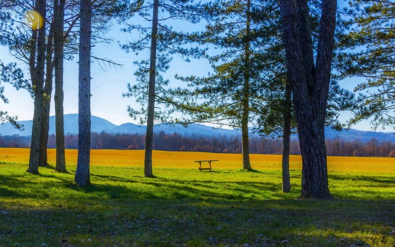 Pine forest with picnic table