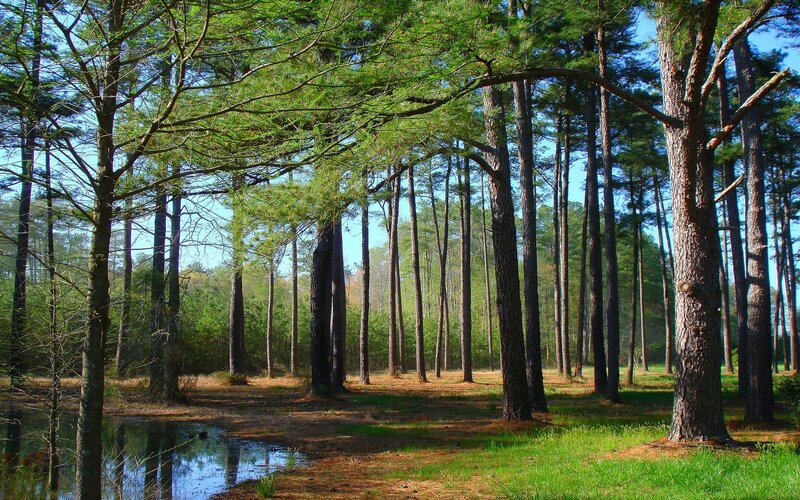 Pine Forest with Pond — Green