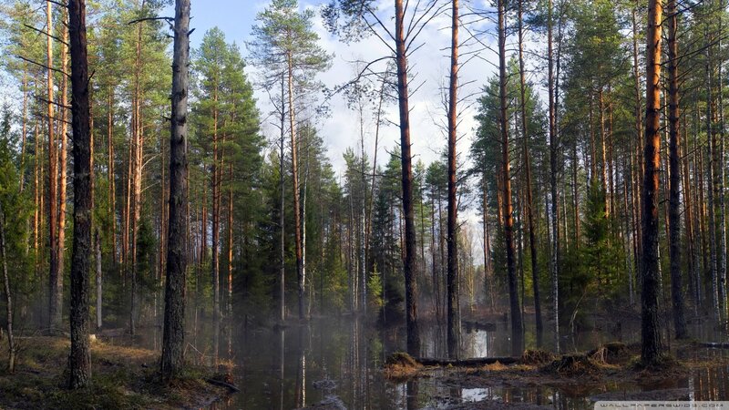 Pine Forest with Pond