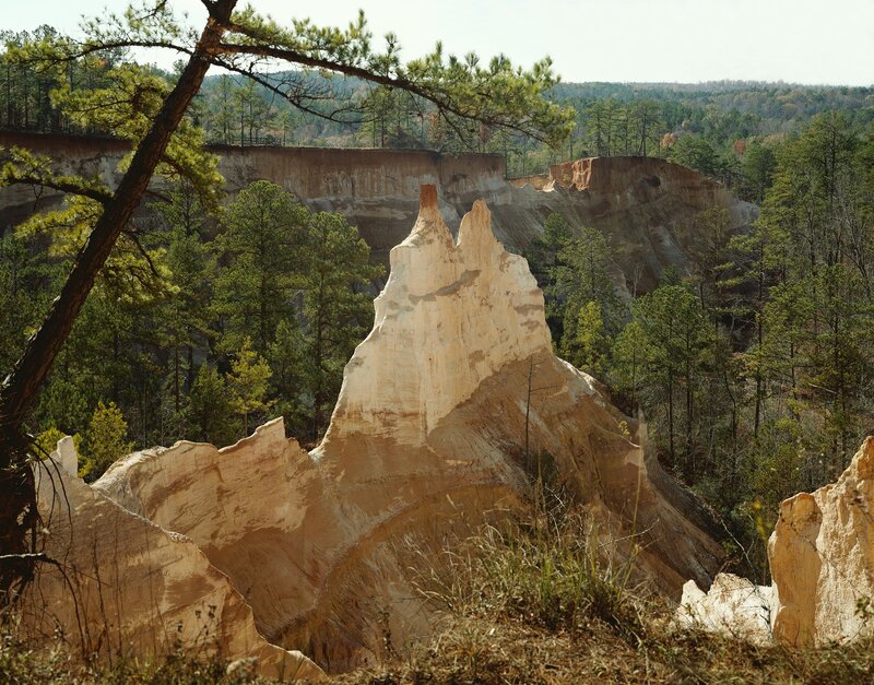 Pine forest with rock formations