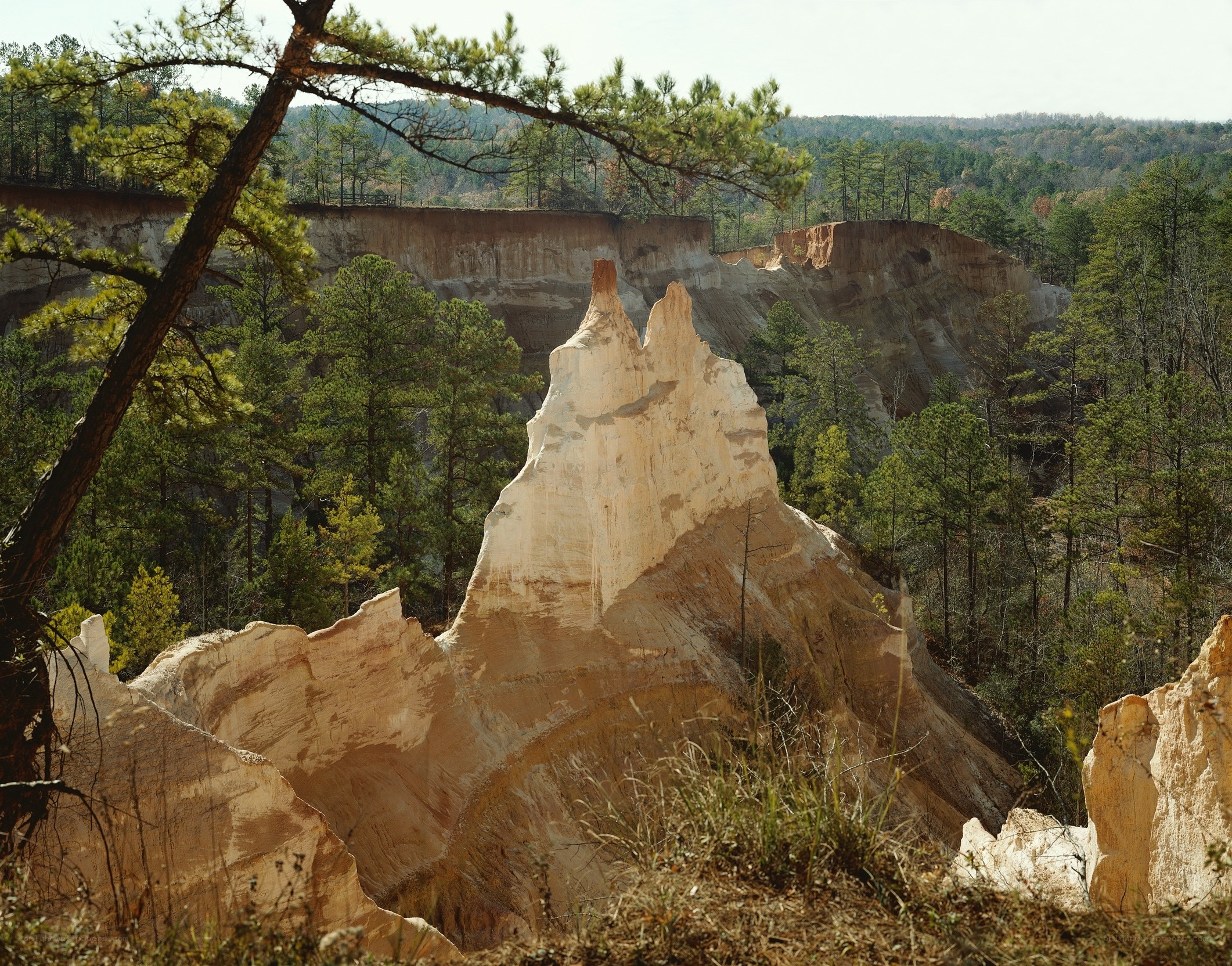Pine forest with rock formations