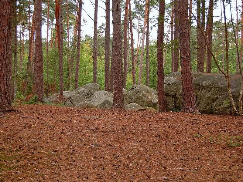 Pine Forest with Rocks — Brown