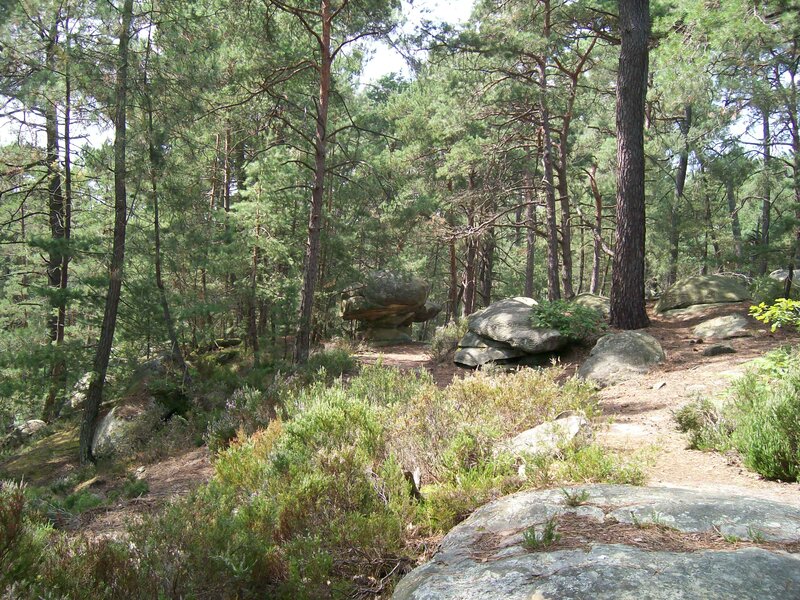 Pine Forest with Rocks — Green, Serene