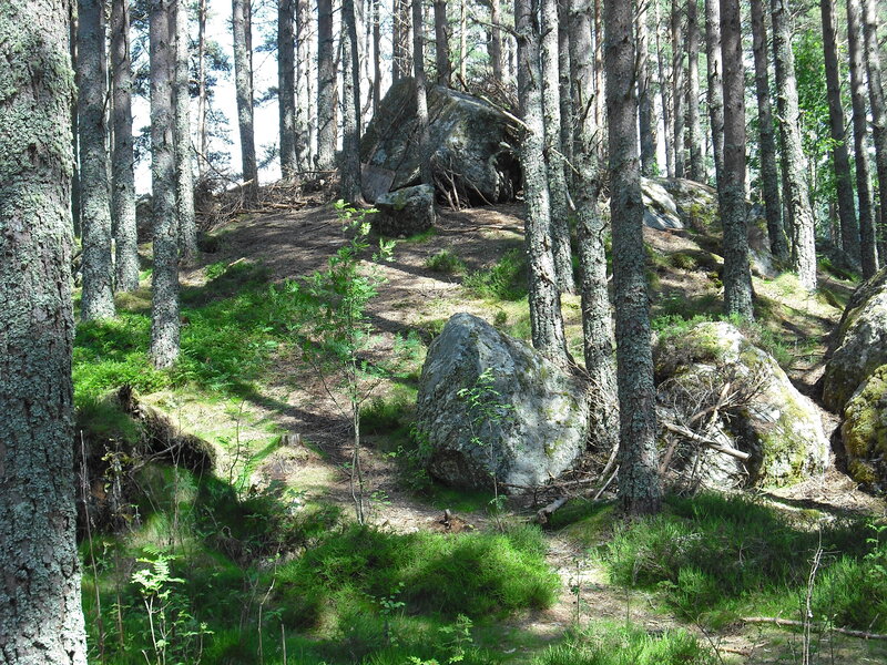 Pine Forest with Rocks