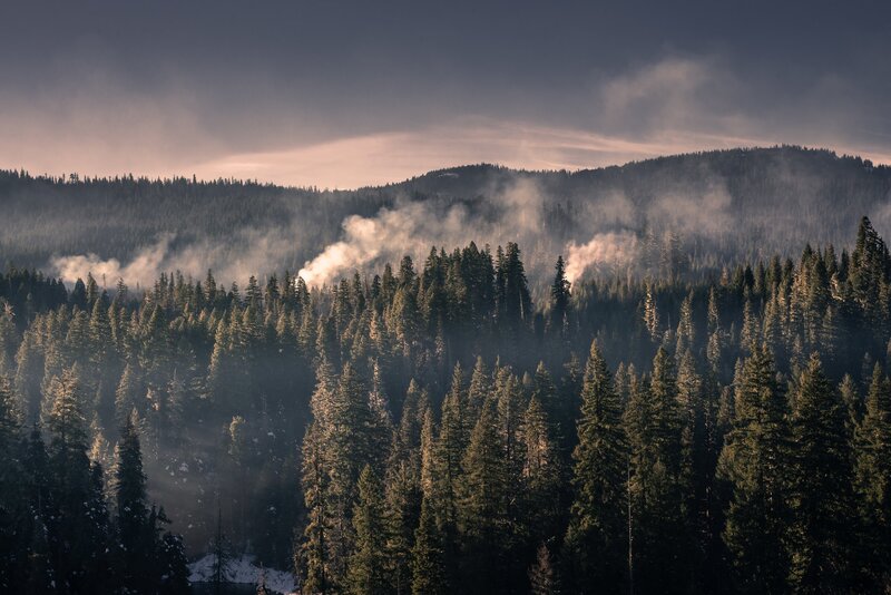 Pine Forest with Smoke