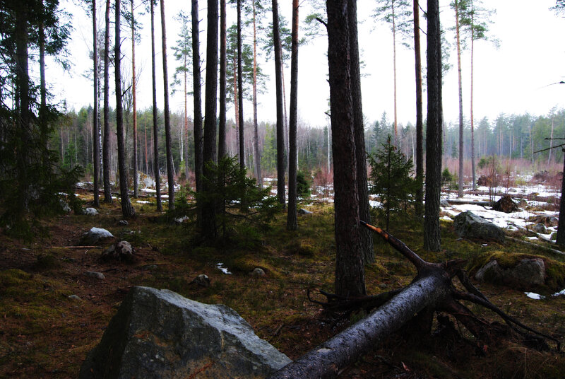 pine forest with snow patches