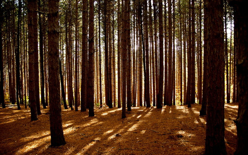 Pine Forest with Sunlight — Brown