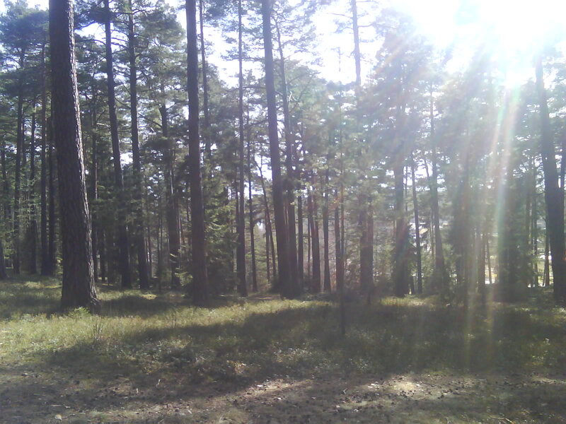 Pine Forest with Sunlight — Green, Serene, Afternoon