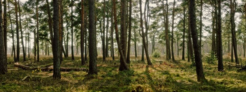 Pine Forest with Sunlight — Green, Serene, Morning, Photograph, Trees, Fallen Log