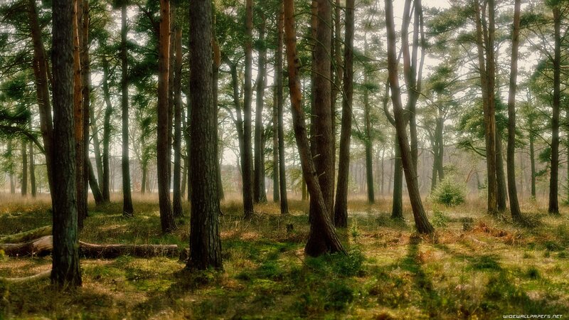 Pine Forest with Sunlight — Green, Serene, Morning, Photograph, Trees, Grass, Fallen Log