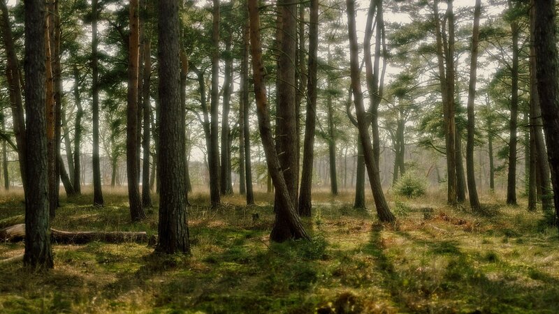 Pine Forest with Sunlight — Green, Serene, Morning, Photograph, Trees, Moss, Brown, Yellow