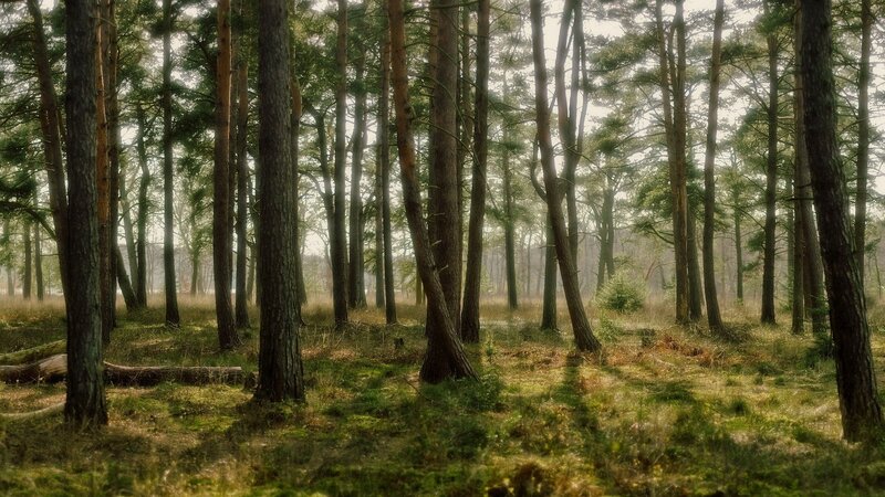 Pine Forest with Sunlight — Green, Serene, Morning