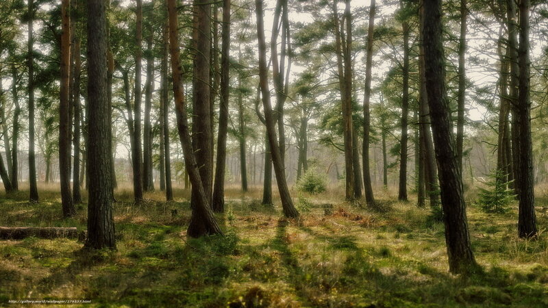 Pine Forest with Sunlight — Green, Serene