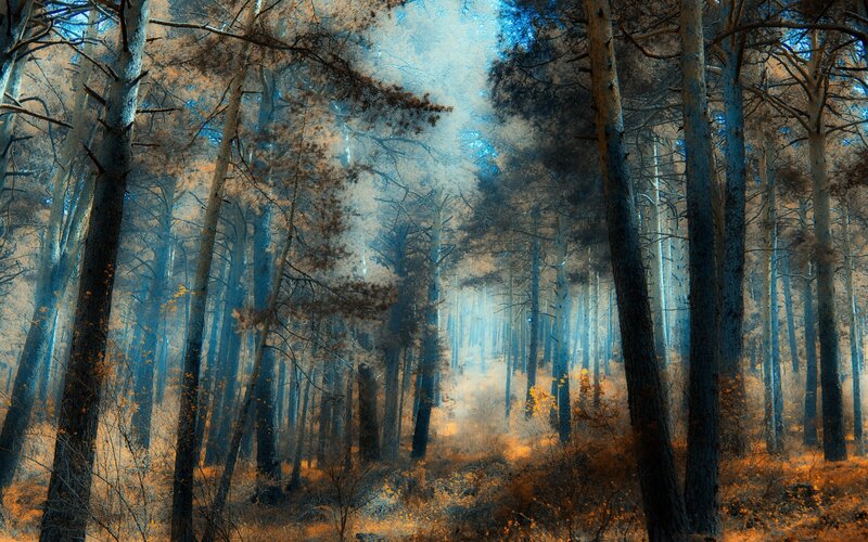 Pine Forest with Sunlight