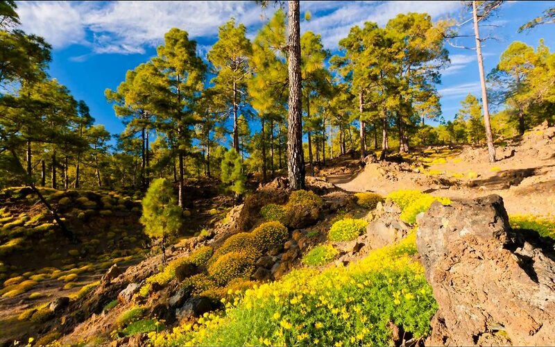 pine forest with yellow flowers