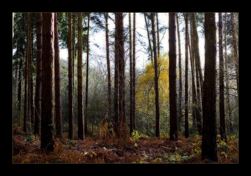 Pine Forest with Yellow Tree