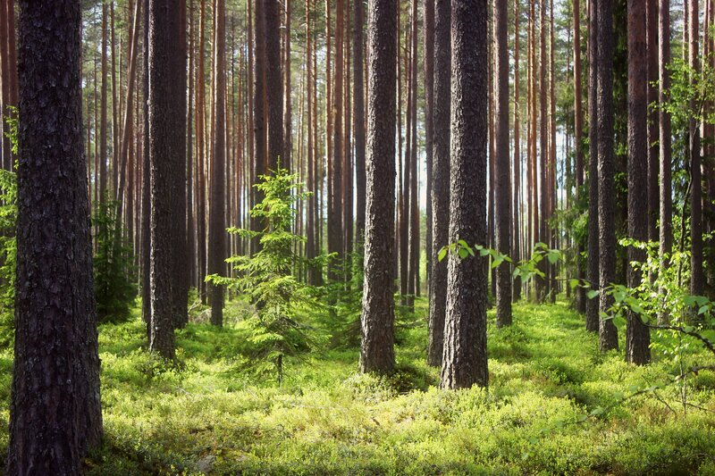 Pine Forest with Young Tree — Green, Serene