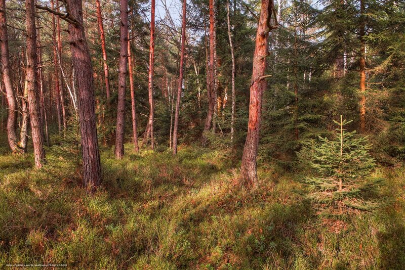 Pine Forest with Young Tree