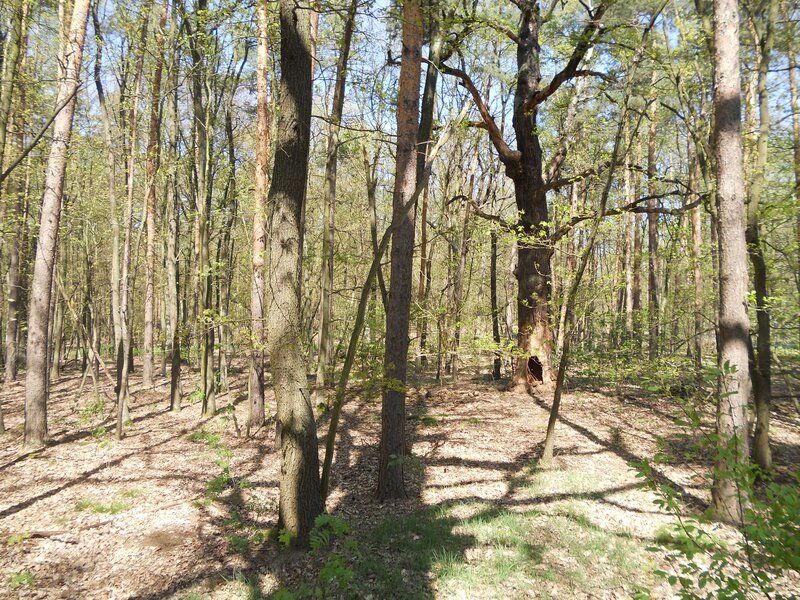 Pine Forest with Young Trees