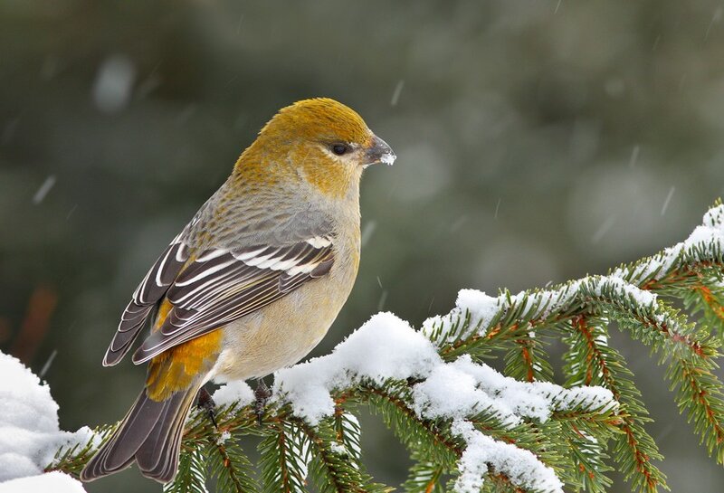 Pine Grosbeak on Branch — Green