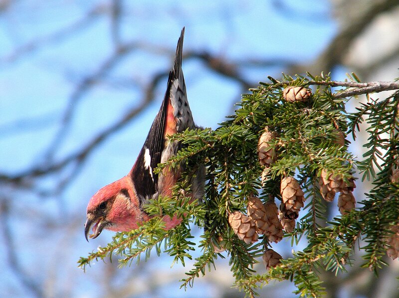 Pine Grosbeak on Branch