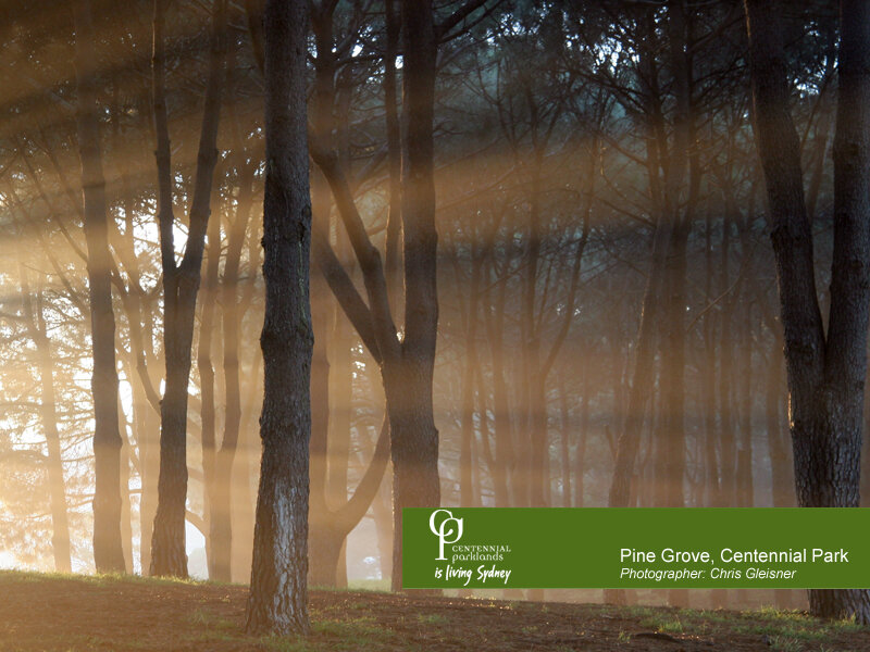 Pine Grove at Centennial Park