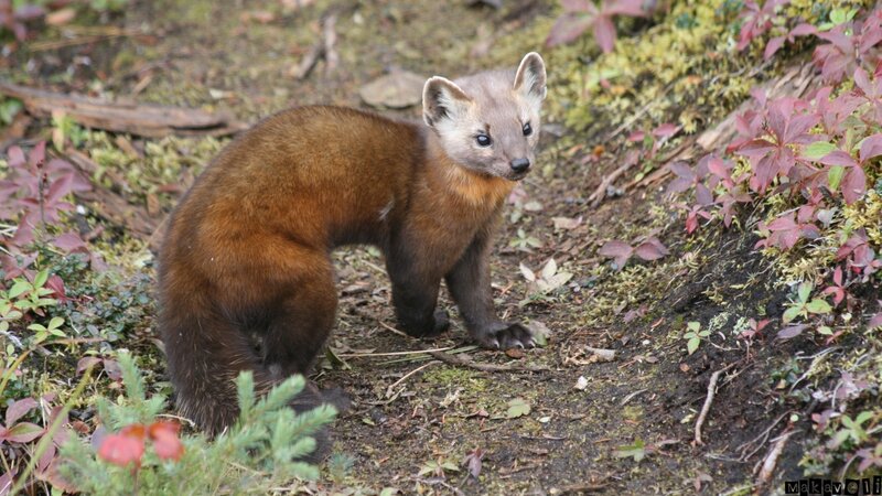 Pine Marten in Forest — Brown, Natural