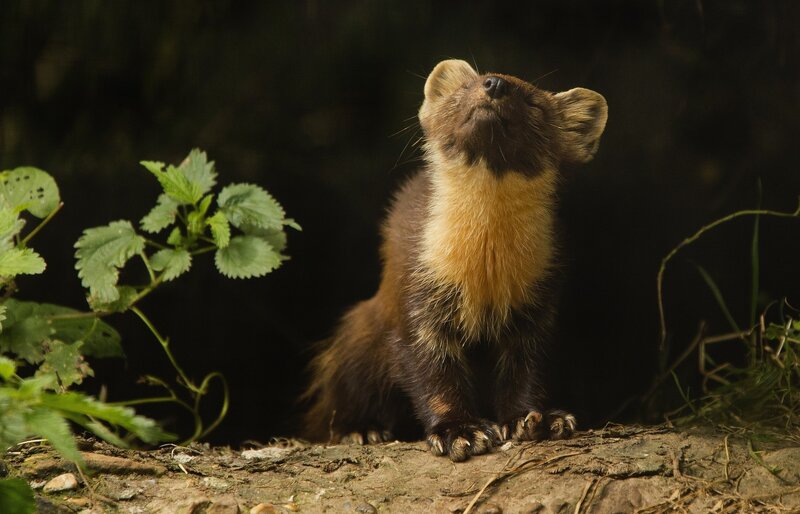 Pine Marten in Forest — Brown