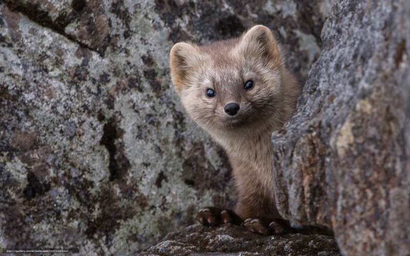 Pine Marten in Rocks
