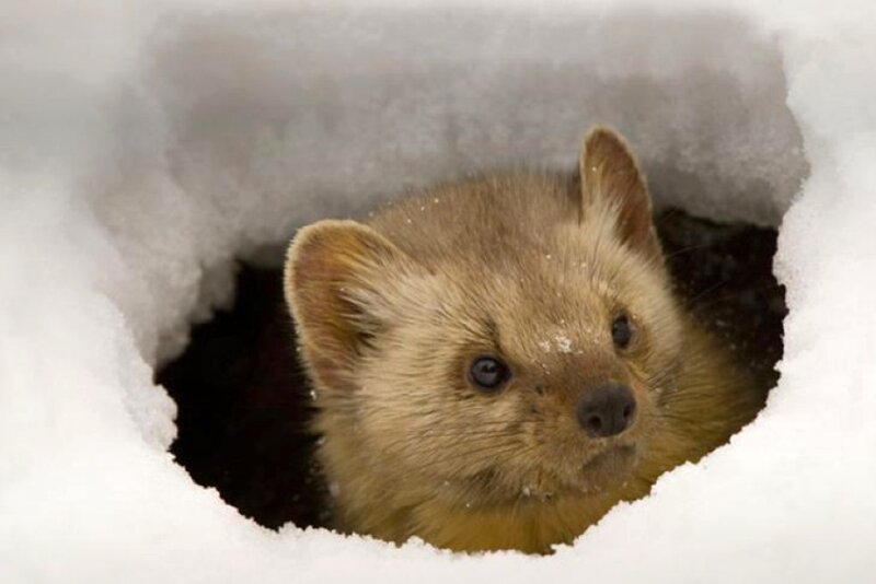 Pine Marten in Snow