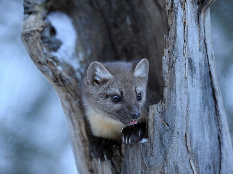 Pine Marten in Tree