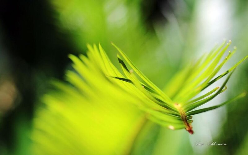 Pine Needle Cluster