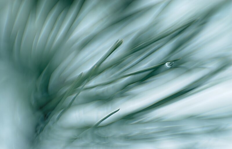 Pine Needle with Water Droplet — Green