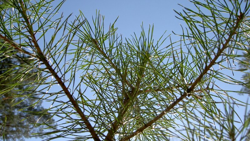 pine needles against blue sky