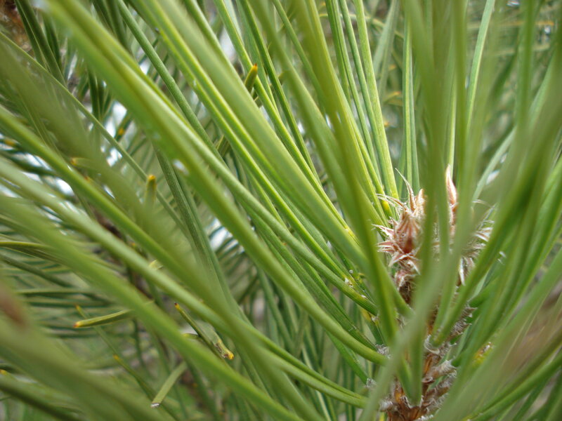 Pine Needles and Bud