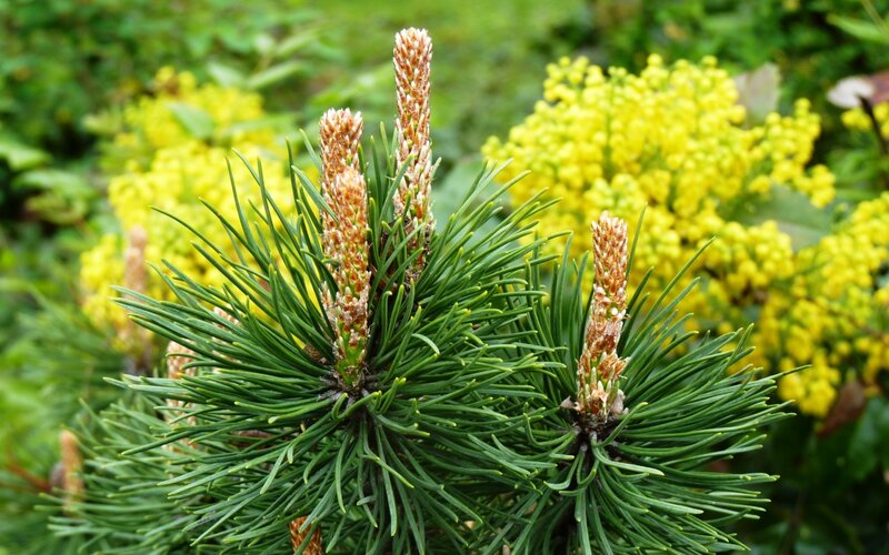 Pine needles and buds