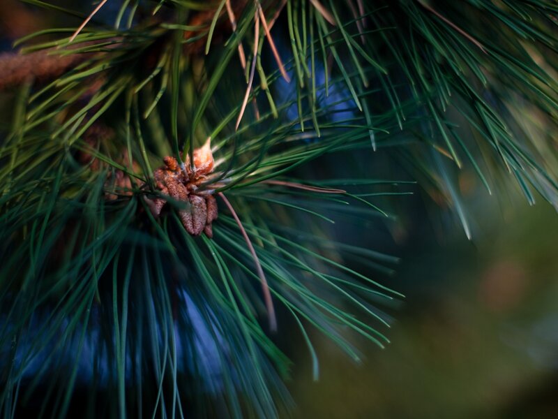 pine needles and cone