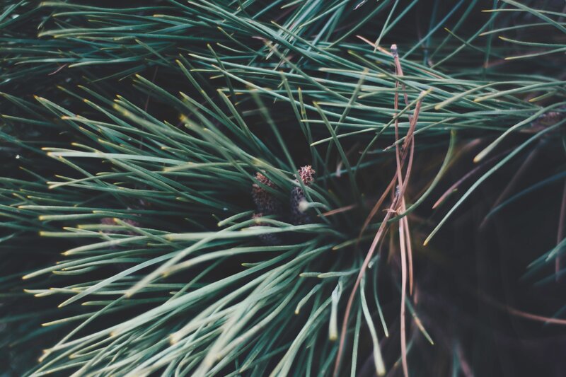 Pine Needles and Cones