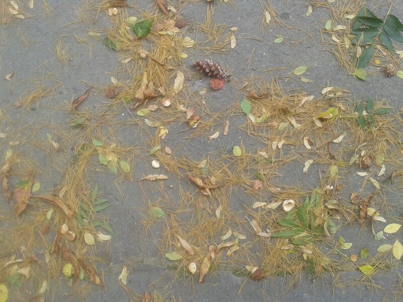 Pine Needles and Leaves