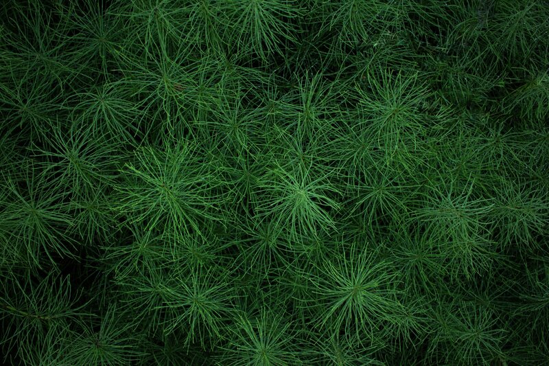 Pine Needles Close-up — Green