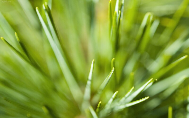 Pine Needles Close-up