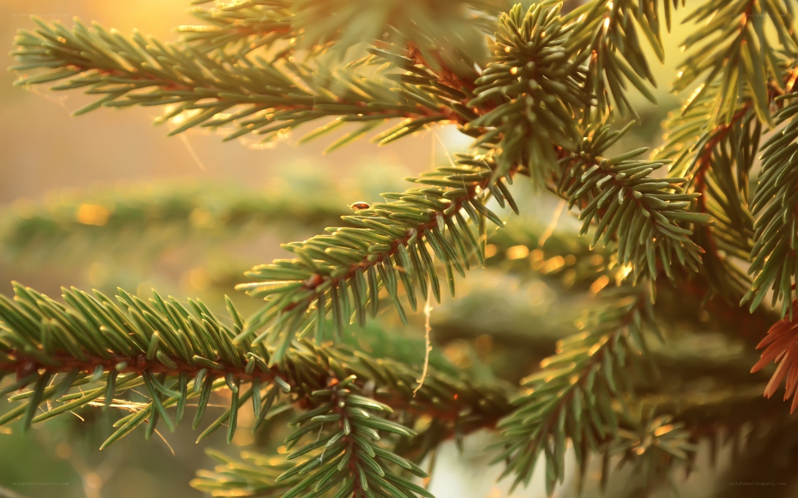 pine needles in golden light