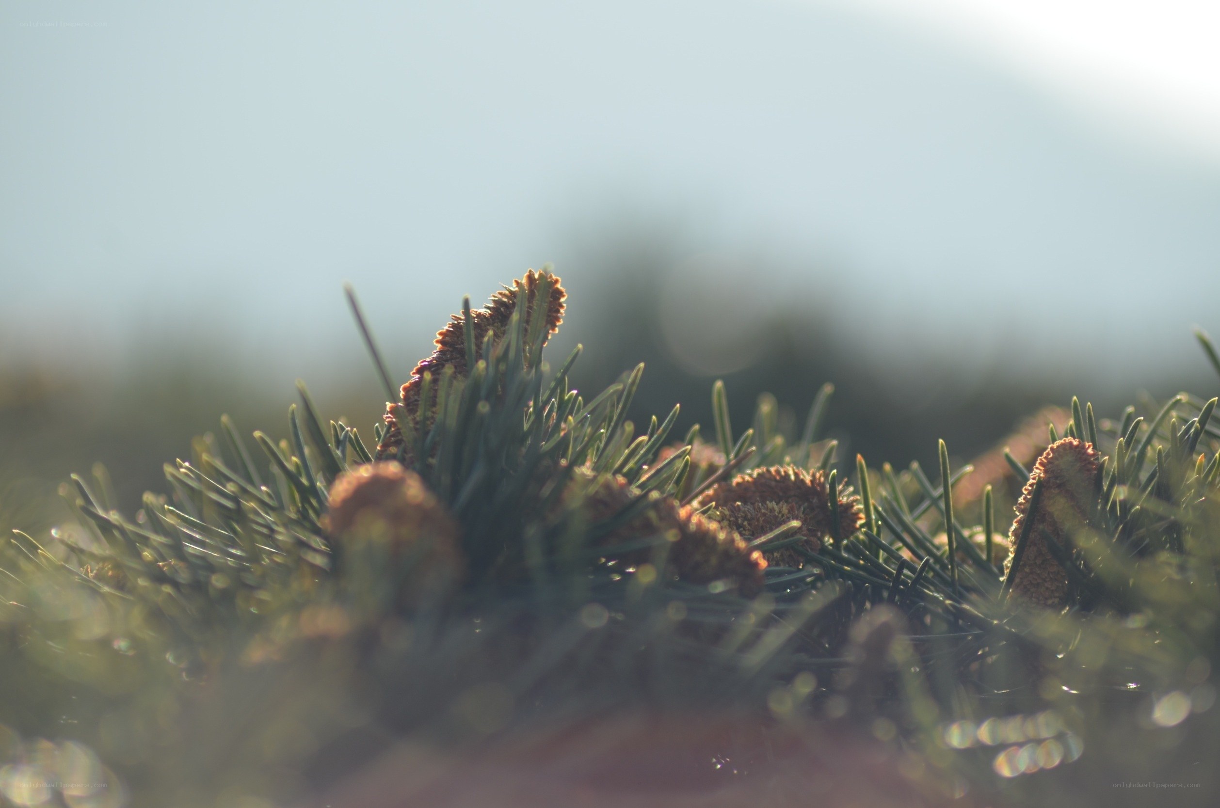 pine needles in morning light