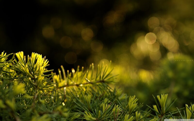 Pine Needles in Sunlight — Green