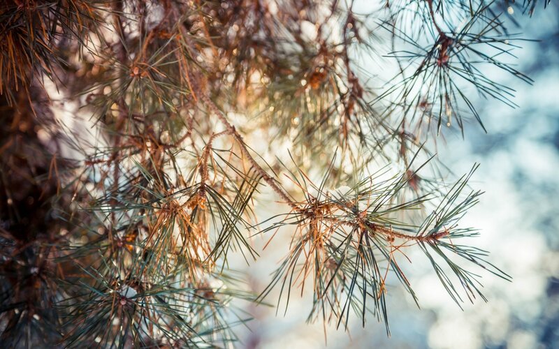 pine needles in sunlight