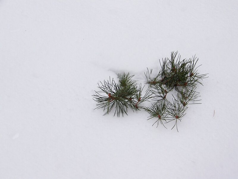 Pine needles in the snow