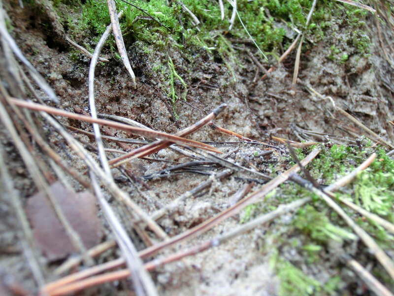 Pine Needles on Forest Floor